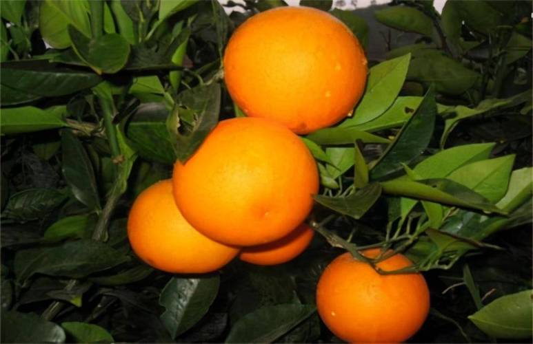 血橙-种植办理手艺简短介绍 血橙-种植办理手艺简短介绍 水果知识